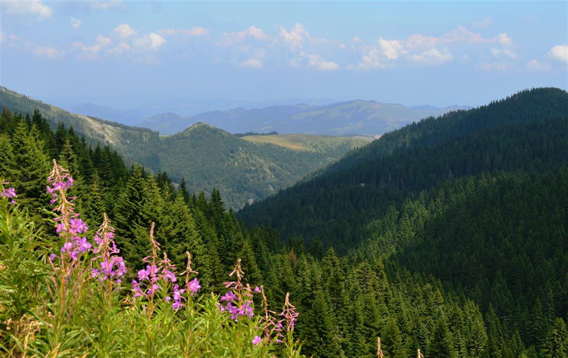 Na Kopaoniku niče valjkasta vikendica